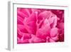 Peony Fragrance-Philippe Sainte-Laudy-Framed Premium Photographic Print