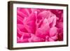 Peony Fragrance-Philippe Sainte-Laudy-Framed Photographic Print