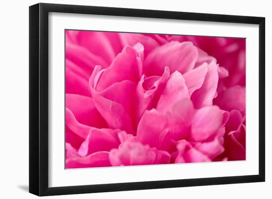 Peony Fragrance-Philippe Sainte-Laudy-Framed Photographic Print