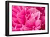 Peony Fragrance-Philippe Sainte-Laudy-Framed Photographic Print