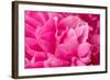 Peony Fragrance-Philippe Sainte-Laudy-Framed Photographic Print