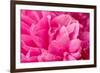 Peony Fragrance-Philippe Sainte-Laudy-Framed Photographic Print