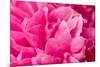 Peony Fragrance-Philippe Sainte-Laudy-Mounted Photographic Print