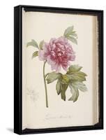 Peony, from 'Description Des Plantes Rares Et Cultivees a Malmaison Et a Navarre' by Aime Bonpland-Pierre-Joseph Redouté-Framed Stretched Canvas