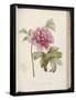 Peony, from 'Description Des Plantes Rares Et Cultivees a Malmaison Et a Navarre' by Aime Bonpland-Pierre-Joseph Redouté-Framed Stretched Canvas