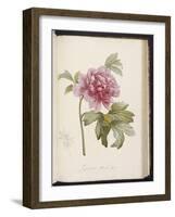 Peony, from 'Description Des Plantes Rares Et Cultivees a Malmaison Et a Navarre' by Aime Bonpland-Pierre-Joseph Redouté-Framed Giclee Print