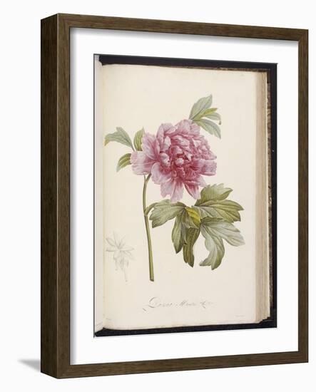 Peony, from 'Description Des Plantes Rares Et Cultivees a Malmaison Et a Navarre' by Aime Bonpland-Pierre-Joseph Redouté-Framed Giclee Print