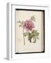 Peony, from 'Description Des Plantes Rares Et Cultivees a Malmaison Et a Navarre' by Aime Bonpland-Pierre-Joseph Redouté-Framed Giclee Print