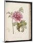 Peony, from 'Description Des Plantes Rares Et Cultivees a Malmaison Et a Navarre' by Aime Bonpland-Pierre-Joseph Redouté-Mounted Giclee Print