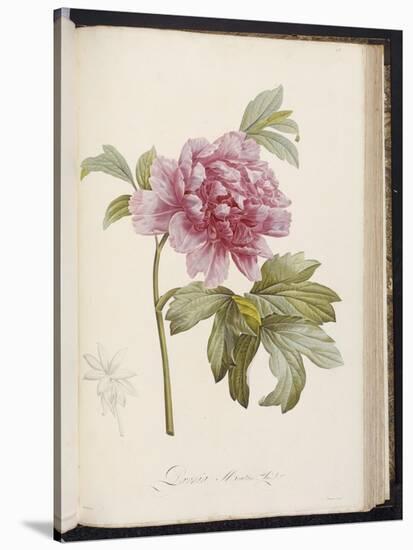 Peony, from 'Description Des Plantes Rares Et Cultivees a Malmaison Et a Navarre' by Aime Bonpland-Pierre-Joseph Redouté-Stretched Canvas