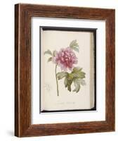 Peony, from 'Description Des Plantes Rares Et Cultivees a Malmaison Et a Navarre' by Aime Bonpland-Pierre-Joseph Redouté-Framed Giclee Print