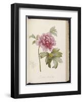 Peony, from 'Description Des Plantes Rares Et Cultivees a Malmaison Et a Navarre' by Aime Bonpland-Pierre-Joseph Redouté-Framed Giclee Print