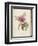 Peony, from 'Description Des Plantes Rares Et Cultivees a Malmaison Et a Navarre' by Aime Bonpland-Pierre-Joseph Redouté-Framed Giclee Print