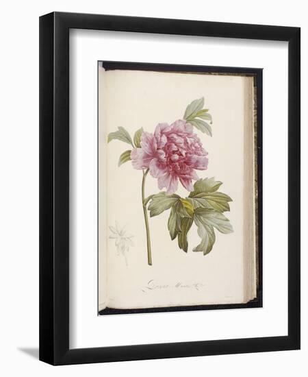 Peony, from 'Description Des Plantes Rares Et Cultivees a Malmaison Et a Navarre' by Aime Bonpland-Pierre-Joseph Redouté-Framed Giclee Print