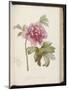 Peony, from 'Description Des Plantes Rares Et Cultivees a Malmaison Et a Navarre' by Aime Bonpland-Pierre-Joseph Redouté-Mounted Giclee Print