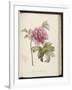 Peony, from 'Description Des Plantes Rares Et Cultivees a Malmaison Et a Navarre' by Aime Bonpland-Pierre-Joseph Redouté-Framed Giclee Print