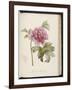 Peony, from 'Description Des Plantes Rares Et Cultivees a Malmaison Et a Navarre' by Aime Bonpland-Pierre-Joseph Redouté-Framed Giclee Print