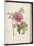 Peony, from 'Description Des Plantes Rares Et Cultivees a Malmaison Et a Navarre' by Aime Bonpland-Pierre-Joseph Redouté-Mounted Giclee Print