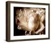 Peony I-Christine Zalewski-Framed Art Print