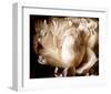 Peony I-Christine Zalewski-Framed Art Print