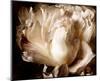 Peony I-Christine Zalewski-Mounted Art Print