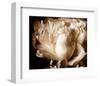 Peony I-Christine Zalewski-Framed Art Print