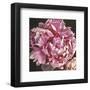 Peony I-Elizabeth Hellman-Framed Art Print