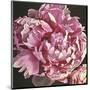 Peony I-Elizabeth Hellman-Mounted Art Print