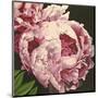 Peony II-Elizabeth Hellman-Mounted Art Print