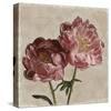 Peony II-Janel Pahl-Stretched Canvas