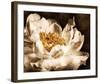 Peony II-Christine Zalewski-Framed Art Print