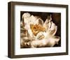 Peony II-Christine Zalewski-Framed Art Print