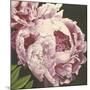 Peony II-Elizabeth Hellman-Mounted Art Print