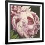 Peony II-Elizabeth Hellman-Framed Art Print