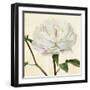 Peony in Bloom I-Annie Warren-Framed Art Print