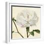 Peony in Bloom I-Annie Warren-Framed Art Print