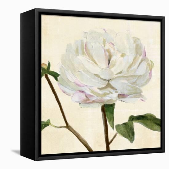 Peony in Bloom I-Annie Warren-Framed Stretched Canvas