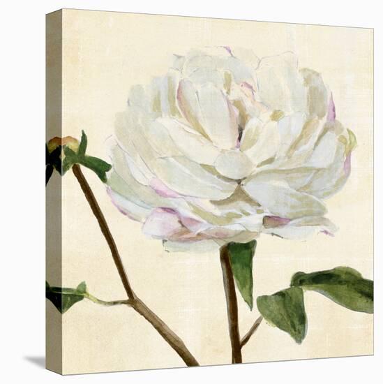 Peony in Bloom I-Annie Warren-Stretched Canvas