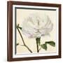 Peony in Bloom I-Annie Warren-Framed Art Print