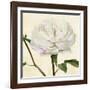 Peony in Bloom I-Annie Warren-Framed Art Print