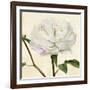 Peony in Bloom I-Annie Warren-Framed Premium Giclee Print