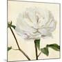 Peony in Bloom I-Annie Warren-Mounted Premium Giclee Print