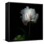 Peony in Heavenly White-Magda Indigo-Framed Stretched Canvas