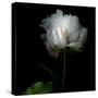 Peony in Heavenly White-Magda Indigo-Stretched Canvas