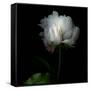 Peony in Heavenly White-Magda Indigo-Framed Stretched Canvas