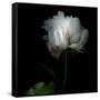 Peony in Heavenly White-Magda Indigo-Framed Stretched Canvas