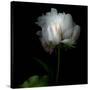Peony in Heavenly White-Magda Indigo-Stretched Canvas