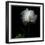 Peony in Heavenly White-Magda Indigo-Framed Photographic Print