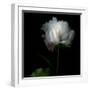 Peony in Heavenly White-Magda Indigo-Framed Photographic Print