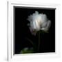 Peony in Heavenly White-Magda Indigo-Framed Photographic Print